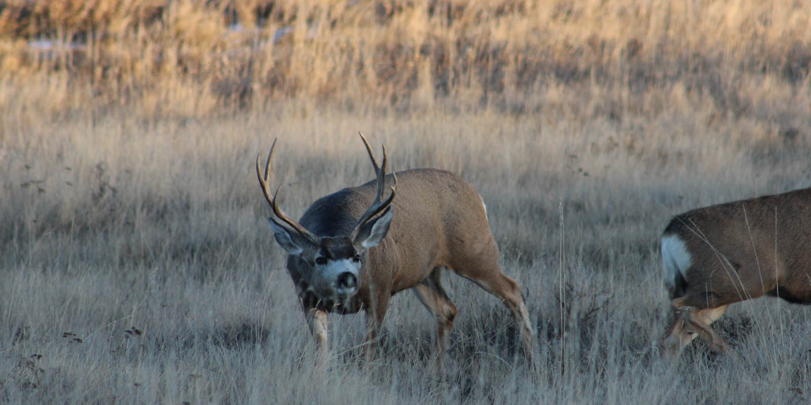 Mule Deer Buck on Hard Rutting